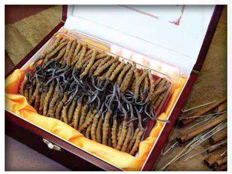 巴林右冬虫夏草回收